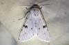 Acronicta leporina